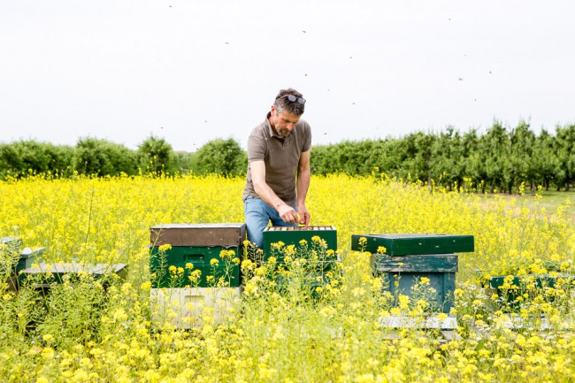 honey, bees, bijen, jacobsfruit, fotografie, photografie, laura, noppe