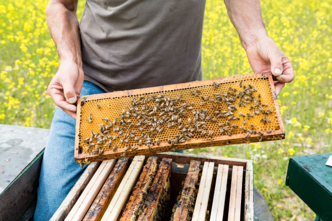 honey, bees, bijen, jacobsfruit, fotografie, photografie, laura, noppe